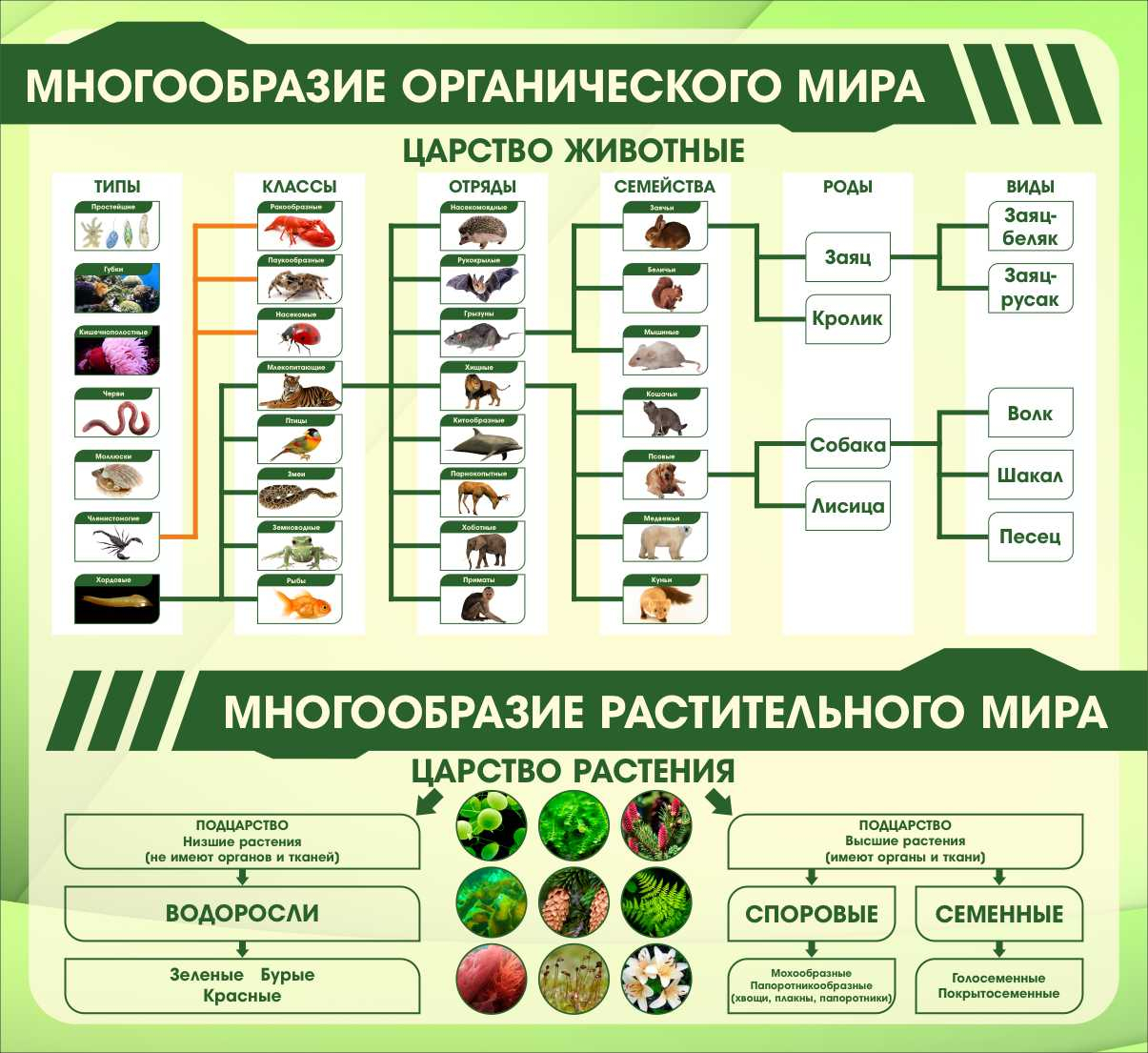 Стенд в кабинет биологии Царство животные Царство растения купить в  Ивантеевке